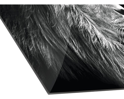 Image en verre acrylique avec photographie en noir et blanc d''une tête de lion