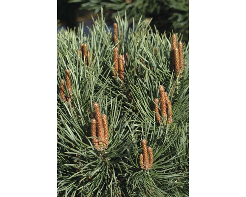 Nahaufnahme von Kiefernzweigen mit Knospen