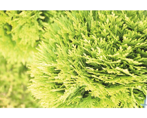 Nahaufnahme einer Thuja Pflanze.