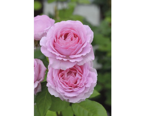 Rosier Rosa Renaissance 50-80 cm