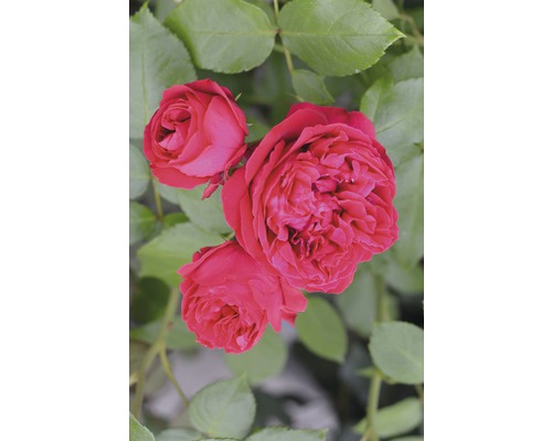 Rosier Rosa Romatica 50-80 cm