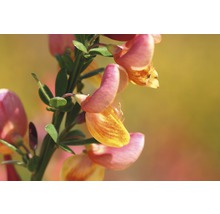 Aufnahme einer Ginsterblüte mit Blättern