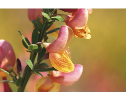 Aufnahme einer Ginsterblüte mit Blättern