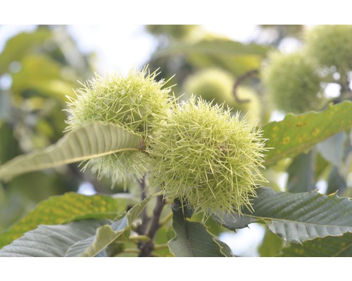 Esskastanie Edelkastanie Marone FloraSelf Castanea sativa H 60-80 cm Co 6 L Esskastanienfrüchte mit Blättern
