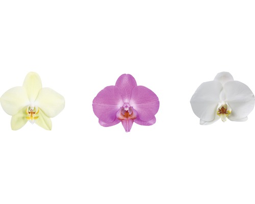 Trois fleurs d''orchidées individuelles