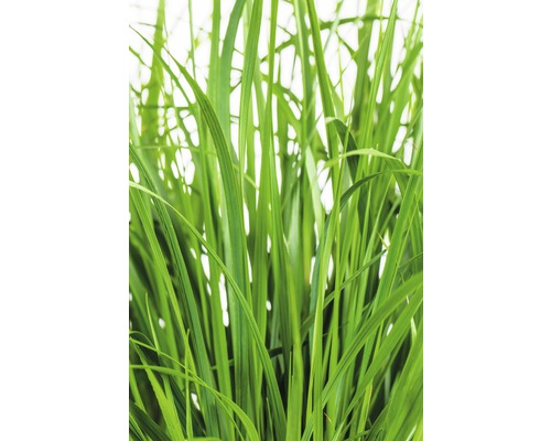 Detailaufnahme von Gras