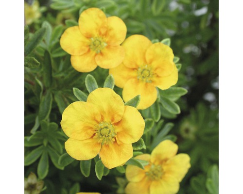 Fünffingerstrauch Potentilla fruticosa Mango Tango 30-40 cm