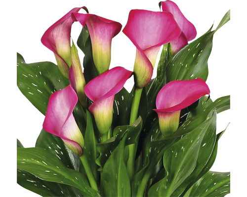 Pinke Zimmerkalla mit grünen Blättern