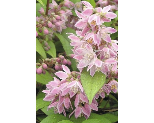 Deutzias FloraSelf Deutzia magnifica 'Tourbillon Rouge' H 80-100 cm Co 10 L Fleurs d''une plante Deutzia