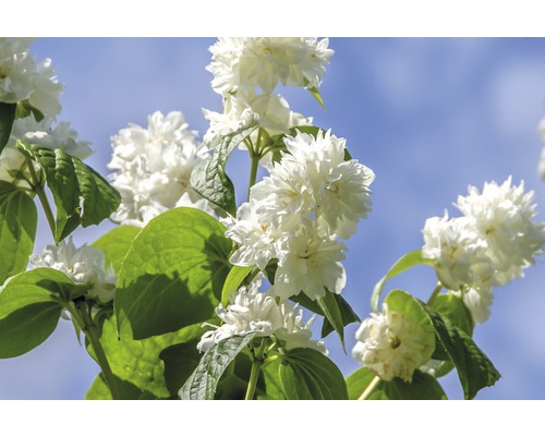 Jasmin de jardin, seringat des jardins, seringat commun Philadelphus 'Minnesota Snowflake' h 80-100 cm Co 10 l