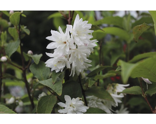 Deutzie Pflanze mit weißen Blüten und grünen Blättern