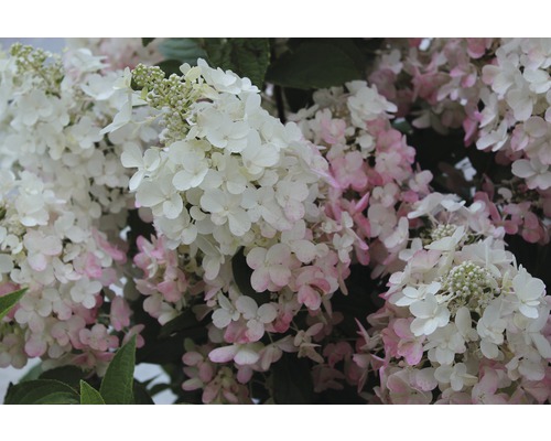Nahaufnahme einer Hortensienpflanze mit weißen und rosa Blüten