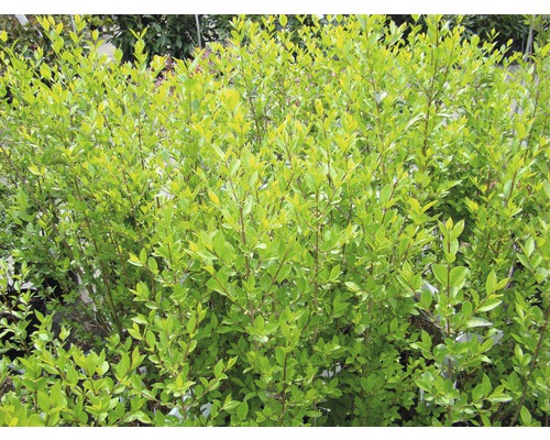 Haie avec des feuilles vertes