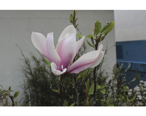 Gros plan d''une fleur de magnolia