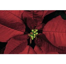 Nahaufnahme eines Weihnachtssterns mit roten Blättern und grünen Blüten