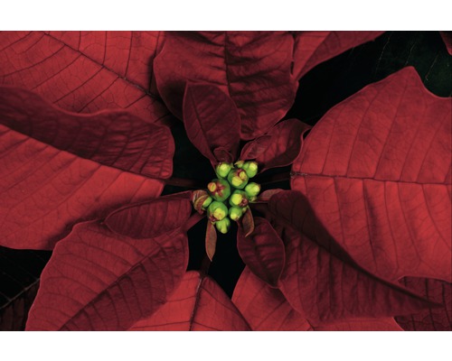 Gros plan sur un poinsettia avec des feuilles rouges et des fleurs vertes