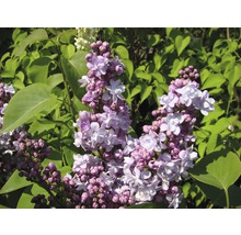 Gros plan sur un lilas en fleurs