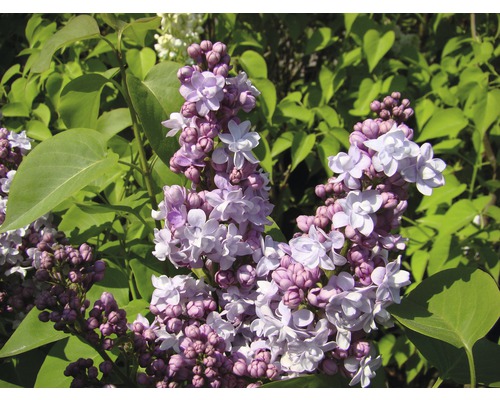 Nahaufnahme von blühendem Flieder