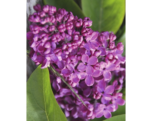 Nahaufnahme einer blühenden lila Fliederblüte.