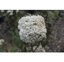 Inflorescence d''une boule de neige
