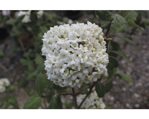 Blütenstand eines Schneeballs