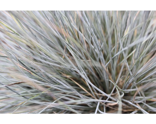 Blaugras Detailaufnahme