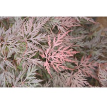 Gros plan sur un érable japonais aux feuilles délicates.