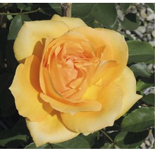 Gelbe Rose mit geöffneter Blüte