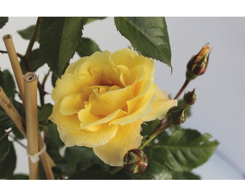 Gelbe Rose mit Blütenknospen und Stützstäben