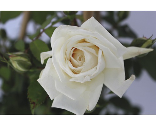 Nahaufnahme einer einzelnen weißen Rosenblüte.