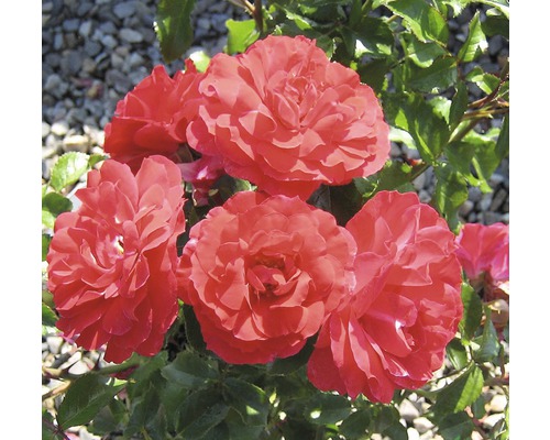 Gros plan de fleurs de roses rouges avec des feuilles vertes