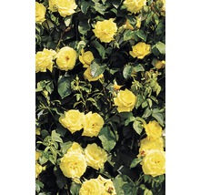 Bodendeckerrose FloraSelf 30-40 cm gelb