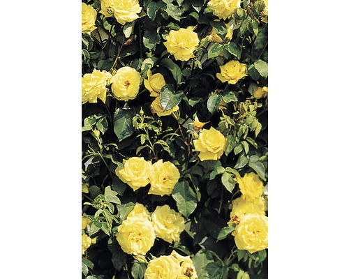 Gelbe Kletterrose mit grünen Blättern