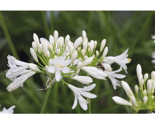 Nahaufnahme einer weißen Schmucklilie mit einer Biene