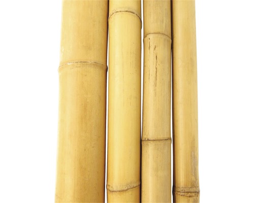 Détail de tiges de bambou