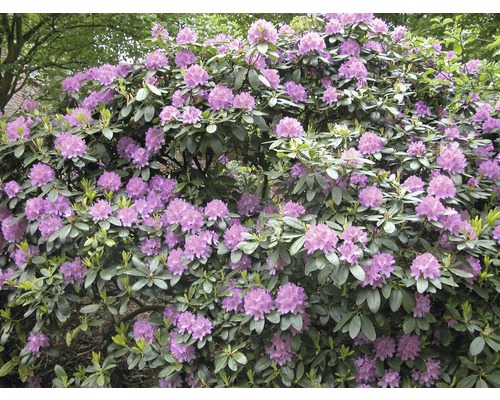 Rhododendron à grosses fleurs FloraSelf Rhododendron 'Catawbiense Grandiflorum' h 60-70 cm co 15 l