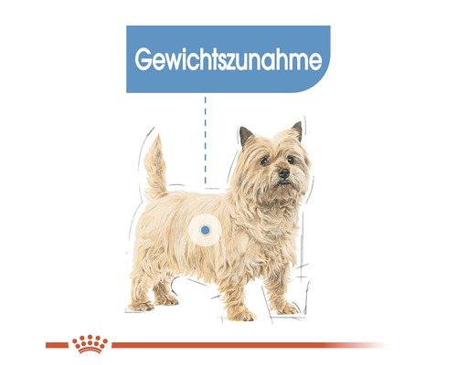 Illustration eines Cairn Terriers mit dem Hinweis Gewichtszunahme
