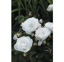 Nahaufnahme von weißen Rosenblüten im Garten.