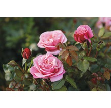Nahaufnahme von rosa Rosenblüten und Knospen auf einem Rosenstrauch.