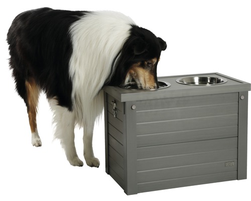 Chien buvant dans un abreuvoir surélevé avec deux gamelles en acier inoxydable.