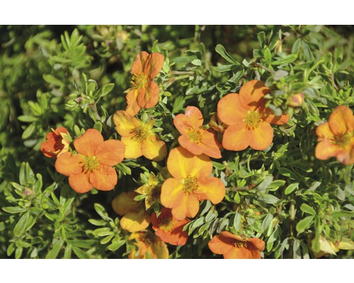 Potentille frutescente Potentilla fruticosa 'Bella Sol'® h 30-40 cm Co 4,5 L Plant de potentille à fleurs orange avec des feuilles vertes.