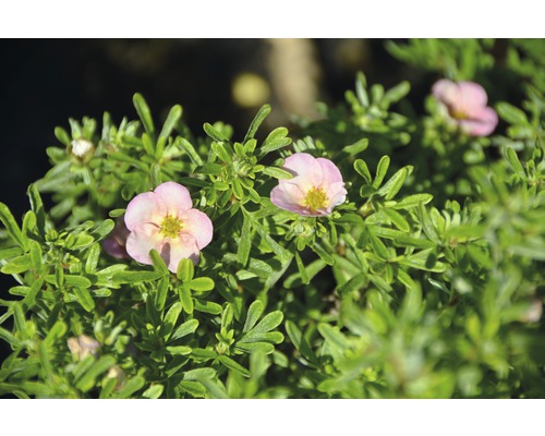 Potentille frutescente Potentilla fruticosa 'Bellissima'® h 30-40 cm Co 4,5 L Potentille avec fleurs roses