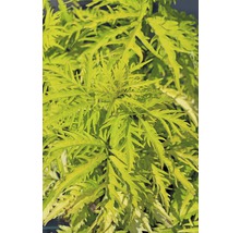 Gros plan d''une plante d''aralie dorée.