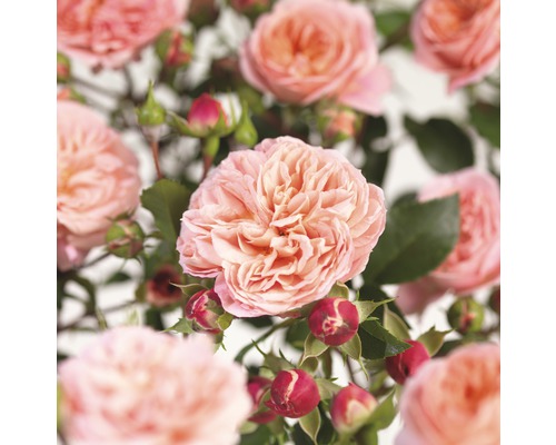 Rosiers grimpants COURTYARD® FloraSelf Rosa Pirouette® h 100-120 cm Co 5 l Gros plan sur des fleurs et des boutons de roses roses