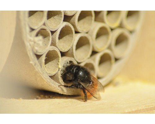 Bourdon devant un hôtel à insectes avec des tubes
