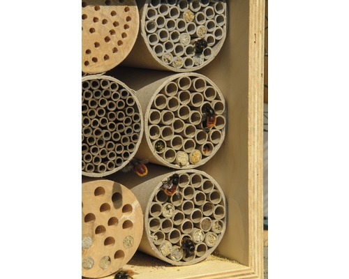 Hôtel à insectes avec différents types de nidification et abeilles sauvages