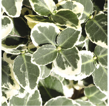 Weissbunte Kriechspindel FloraSelf Euonymus fort. 'Emerald Gaiety' H 20-25 cm Co 5 L buschig