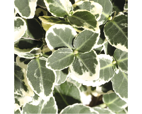 Fusain rampant à fleurs blanches FloraSelf Euonymus fort. Emerald Gaiety' H 15-20 cm Co 2 L