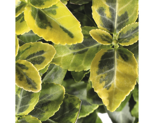 Fusain rampant couleur or FloraSelf Euonymus fortunei 'Emerald 'n' Gold' H 15-20 cm Co 2 L