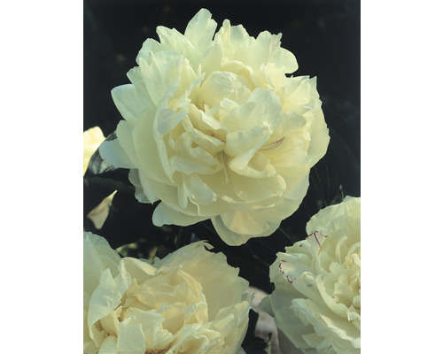 Gros plan sur des fleurs de pivoine